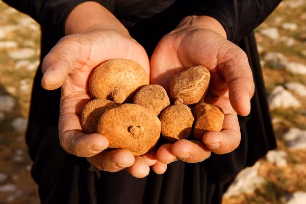 Nhờ sự đắt đỏ và quý hiếm của truffles, người dân Iraq đã bất chấp thời tiết khắc nghiệt trên sa mạc, dành nhiều tuần để tìm săn nấm. Nguy hiểm hơn là bom mìn vẫn còn sót lại ở vùng sa mạc phía nam Iraq này.