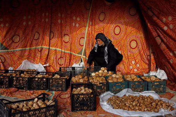 Dù cách khai thác vô cùng nguy hiểm nhưng giá truffles ở đây lại khá rẻ mạt. Loại nấm mà nhiều người phải đánh cược tính mạng trên sa mạc Samawa chỉ có giá khoảng 6 USD/kg. Trong khi đó, ở châu Âu được bán với giá hàng trăm USD/kg.