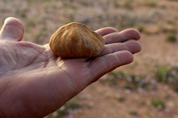 Mức giá kỷ lục cho một cây nấm truffles trắng được ông vua sòng bạc nổi tiếng Macau là Stanley Ho chi vào tháng 12/2007 với mức 330.000 USD cho 1,5kg nấm.