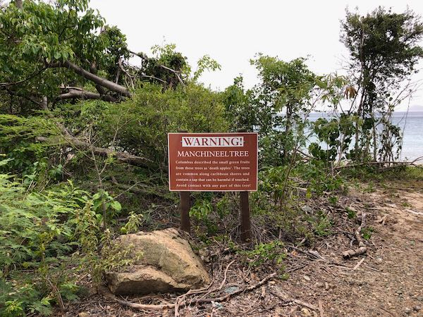 Mặc dù là một trong những loài cây kịch độc nhưng Machineel cũng đem lại những lợi ích nhất định. Machineel góp phần bảo vệ hệ sinh thái. Chắn gió và chống xói mòn tự nhiên, đặc biệt trong tình trạng nước biển dâng cao và bão biển đe dọa sự sống trên đất liền.