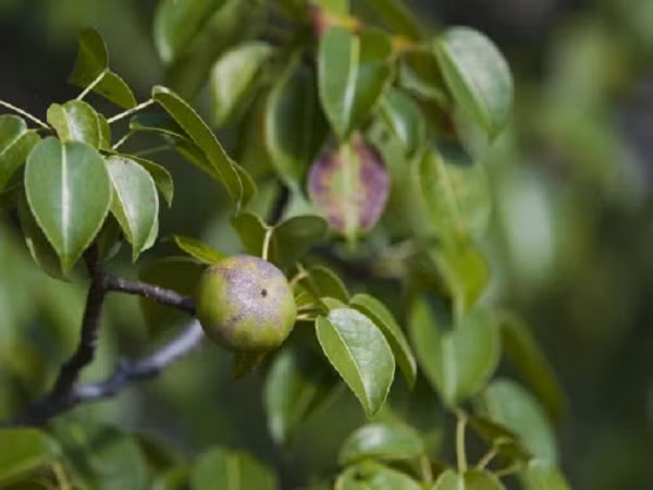 Mặc dù nhựa cây manchineel chứa nhiều chất độc nguy hiểm, một số động vật vẫn có thể ăn quả manchineel và thậm chí sinh sống ngay trên thân và cành cây như loài cự đà sọc ở Trung Mỹ và Nam Mỹ.