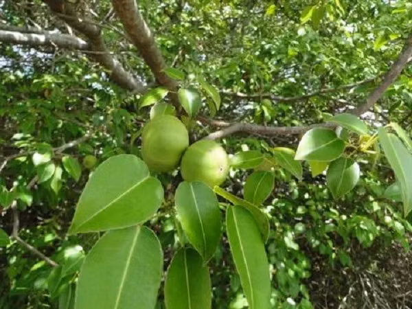 Tiếp xúc và ăn bất kỳ bộ phận nào của cây đều có thể gây tử vong, bao gồm vỏ cây, lá và nhựa cây. Cây manchineel chứa hỗn hợp các chất độc bao gồm hippomanin A và B cũng như một số chất độc khác chưa được xác định.