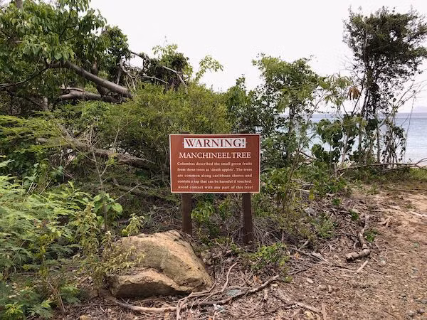 Mặc dù là một trong những loài cây kịch độc nhưng Machineel cũng đem lại những lợi ích nhất định. Machineel góp phần bảo vệ hệ sinh thái. Chắn gió và chống xói mòn tự nhiên, đặc biệt trong tình trạng nước biển dâng cao và bão biển đe dọa sự sống trên đất liền.