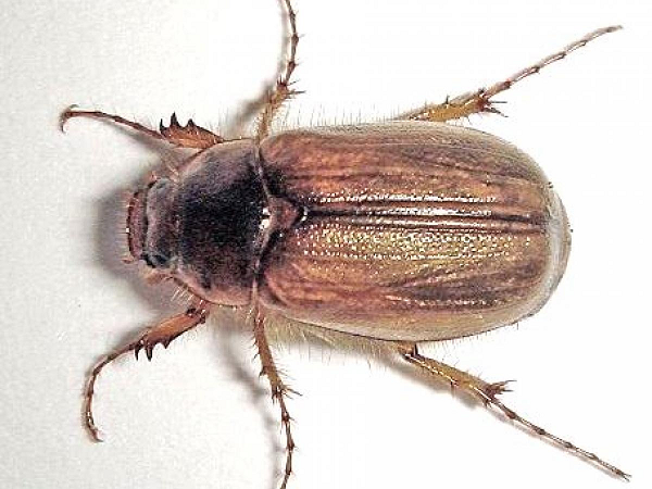 Bọ ăn lá xoài (Chafer beetles) có tên khoa học là Apogonia sp, thuộc họ Scarabaeidae, bộ cánh cứng (Coleoptera). Gây hại chủ yếu trên cây cọ dầu, ca cao, dừa, cà phê, xoài…