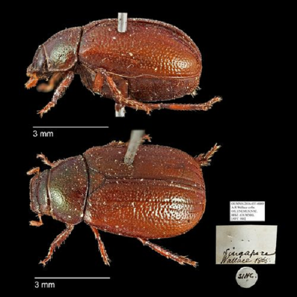 Giai đoạn ấu trùng dài khoảng 72 ngày. Tiền nhộng: 2 – 3 ngày. Nhộng: 7 – 10 ngày. Vòng đời khoảng 3 tháng. Thành trùng thời gian đầu có màu nâu, sau chuyển sang đen. Ở Đông Nam Bộ, bọ thường bộc phát và gây hại vào đầu mùa mưa (Tháng 4 – 5).