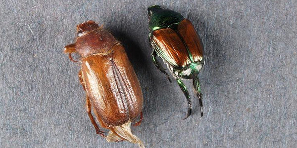 Theo tài liệu nước ngoài, trứng bọ ăn lá được đẻ thành từng khối, gần gốc, gồm nhiều trứng, mỗi trứng được bọc trong lớp đất cứng. Trứng dài 1,0 – 1,3 mm, màu trắng, về sau phồng to, tròn.