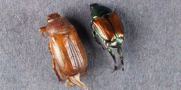 Theo tài liệu nước ngoài, trứng bọ ăn lá được đẻ thành từng khối, gần gốc, gồm nhiều trứng, mỗi trứng được bọc trong lớp đất cứng. Trứng dài 1,0 – 1,3 mm, màu trắng, về sau phồng to, tròn.