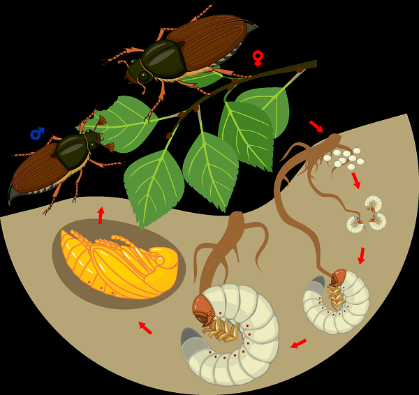 Bọ xuất hiện không thường xuyên, ở Đông Nam Bộ thường xảy ra vào tháng 3, 4, nhưng đôi khi gây hại quan trọng nhất là ở các vườn mới khai hoang, gần tán rừng ở Đông Nam Bộ và Nam Trung Bộ.