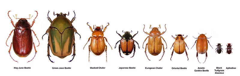 Giai đoạn ủ trứng khoảng 9 ngày. Ấu trùng mới nở dài khoảng 3 mm và đạt 15 mm trước khi hoá nhộng khoảng 10 – 11 tuần sau. Trùng sống trong đất, ăn rễ nhiều loại cây trồng, cỏ dại và các chất hữu cơ phân hủy.