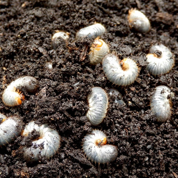 Thành trùng ăn lá, cành non của cây mọc hoang lẫn cây trồng. Chủ yếu ăn phá về đêm. Ban ngày sống ẩn mình dưới lớp đất mặt.