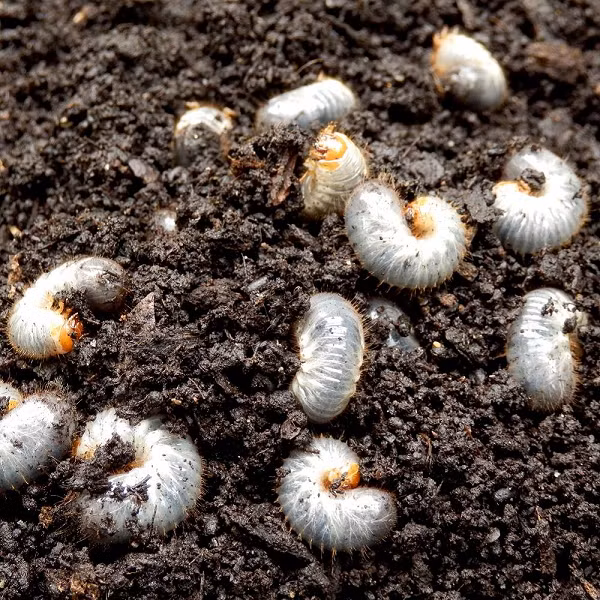 Thành trùng ăn lá, cành non của cây mọc hoang lẫn cây trồng. Chủ yếu ăn phá về đêm. Ban ngày sống ẩn mình dưới lớp đất mặt.