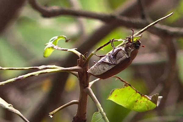 Trên thế giới có khoảng 200 loại bọ cánh cứng, bọ cánh cứng ăn lá ít được mô tả ở các tài liệu trong nước. Nhiều khả năng, loài bọ này thuộc loại bọ ăn lá xoài (Chafer beetles).