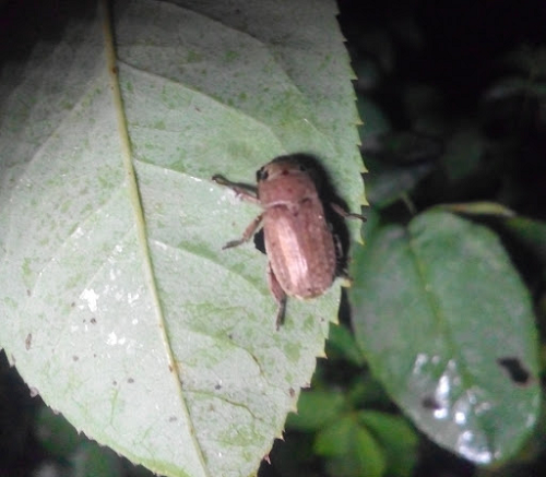 Tuy nhiên, biện pháp an toàn nhất là sử dụng bẫy đèn, bên dưới đặt chậu nước có lớp váng dầu hỏa hoặc dầu nhớt, bọ cánh cứng lao vào đèn rơi xuống chậu nước, váng dầu sẽ bít kín lỗ thở ở 2 bên bụng bọ cánh cứng gây chết nhanh.