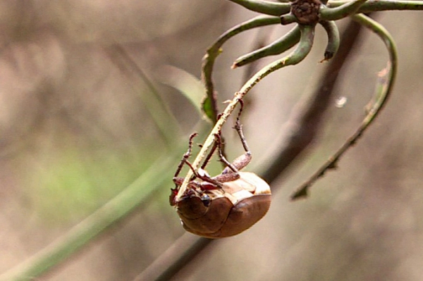 Theo thông tin được người dân Bình Phước phản ánh, lá cây trồng bị bọ cánh cứng ăn hết, từ đó mất khả năng quang hợp khiến cây bị suy kiệt, sản lượng giảm, thậm chí chết mà không có cách nào để ngăn chặn.
