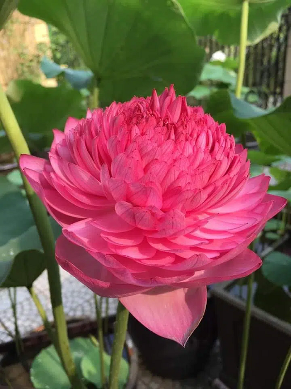 Khác với sen Việt Nam chỉ mùa hè mới có hoa, giống sen ngoại mới này có ưu điểm ra hoa quanh năm.