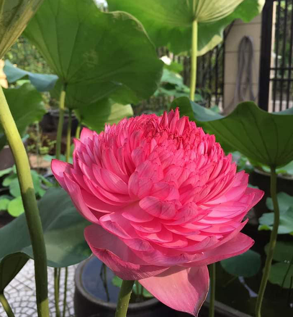 Hoa sen ngàn cánh là giống sen mới được phát hiện ở miền nam Trung Quốc năm 2009 và được Hiệp hội Waterlily và Water Garden đăng ký vào năm 2010.