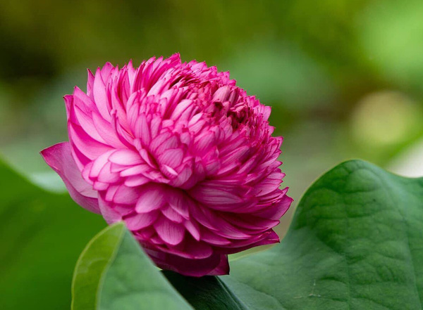 Sen ngàn cánh hợp với khí hậu miền Bắc, khi trồng bông sẽ tự nở to đẹp. Còn khí hậu miền Trung nắng ngắt, lúc nụ sen chớm nở phải hỗ trợ tách bông bằng tay thì hoa mới bung nở đều và đẹp.