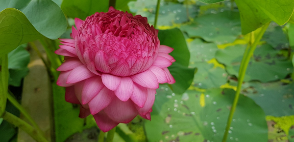 Hoa sen được biết là loài mang nhiều ý nghĩa nhất trong tất cả các loài hoa. Đây là loài hoa phong thuỷ, được trồng trong ao hồ hay trồng chậu trước nhà với ý nghĩa giúp gia chủ luôn gặp may mắn và bình an.