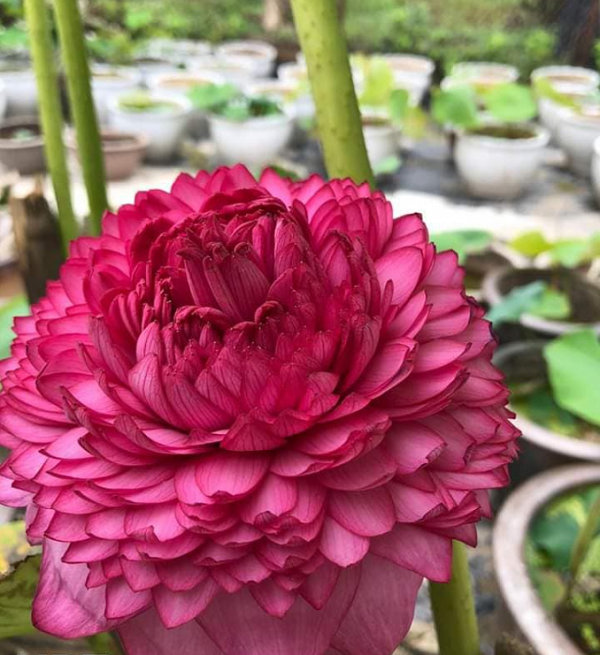 Hương thơm hoa sen sẽ giúp giảm căng thẳng hiệu quả. Nhị hoa ướp lạnh rồi pha nước sôi uống giúp bạn giảm stress và giảm chứng nhức đầu hiệu quả.