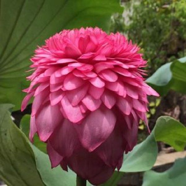 Củ và hạt sen còn được chế biến thành những món ăn chứa nhiều dinh dưỡng không thể thiếu của gia đình Việt.