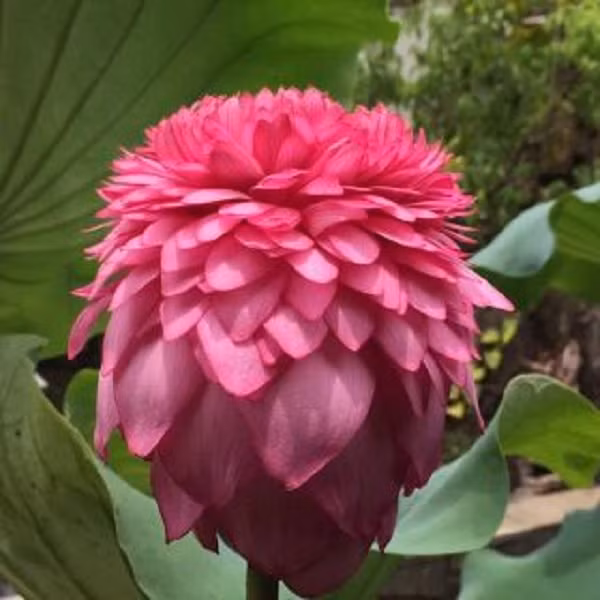 Củ và hạt sen còn được chế biến thành những món ăn chứa nhiều dinh dưỡng không thể thiếu của gia đình Việt.