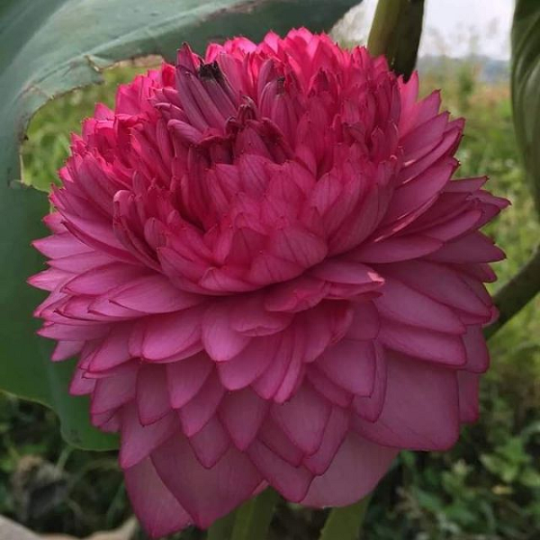 Bên cạnh đó, hoa sen cũng mang lại giá trị kinh tế cao lại tốn ít thời gian chăm sóc. Hiện nay mỗi củ sen ngàn cánh được rao bán với giá khoảng 400 nghìn đồng. Trồng một chậu hoa sen đẹp phải tốn tới hàng triệu đồng.