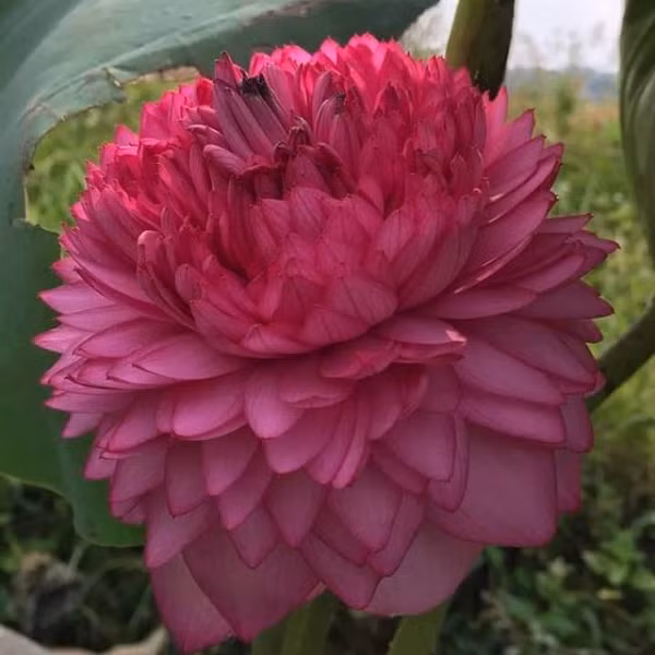 Bên cạnh đó, hoa sen cũng mang lại giá trị kinh tế cao lại tốn ít thời gian chăm sóc. Hiện nay mỗi củ sen ngàn cánh được rao bán với giá khoảng 400 nghìn đồng. Trồng một chậu hoa sen đẹp phải tốn tới hàng triệu đồng.