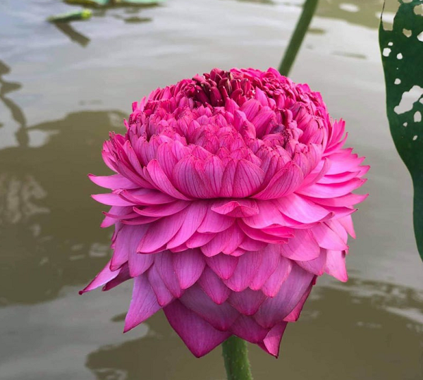 Hoa sen là biểu tượng thanh cao và uy ghi trong Phật Giáo, gắn với hình ảnh tượng phật ngồi trên toà sen hay còn gọi là tư thế hoa sen. Phật Giáo lấy hoa sen làm biểu tượng của sự tinh khiết, trong sáng, từ bi.