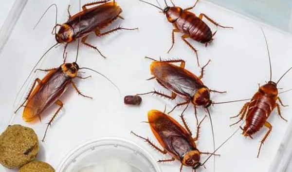 Theo Sách kỷ lục Guinness Thế giới, con gián dài nhất thế giới là loài Megaloblatta longipennis được tìm thấy ở Trung và Nam Mỹ. Chúng có thể dài tới gần 10cm với sải cánh lên tới 20cm. Con gián nặng nhất thuộc về một loài gián đào hố sống ở Úc, với cân nặng khoảng 28g, tương đương trọng lượng của 1 chiếc đĩa CD. Đây cũng là loài gián sống dai nhất, có thể sống đến 10 năm.