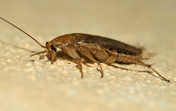 Trên thế giới có khoảng 4.500 loài gián được biết tới nhưng thực tế con số chưa được phát hiện có thể cao hơn gấp 2-3 lần.