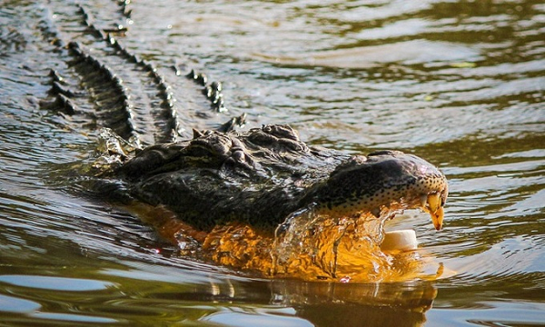 Cá sấu nước mặn có tên khoa học là Crocodylus porosus. Chúng có mõm dài, mắt và lỗ mũi đặt trên đầu, da dày, đuôi dài, cơ thể gọn gàng và chân tay ngắn có chân có móng.