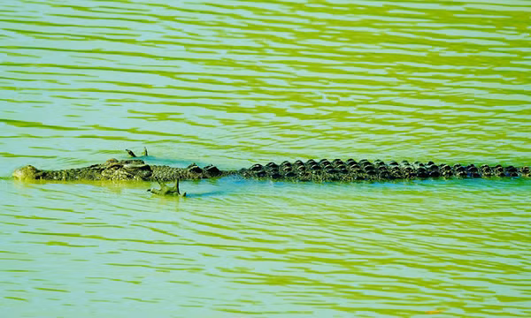 Theo chuyên gia, đôi khi cá sấu có thể nằm ở tư thế kỳ lạ để săn cá. Lý do vì chúng có các điểm cảm nhận áp lực nhỏ trên cơ thể, cạnh bên hàm, chân trước và bàn chân. Những điểm này có thể phát hiện sự thay đổi áp lực trong nước.