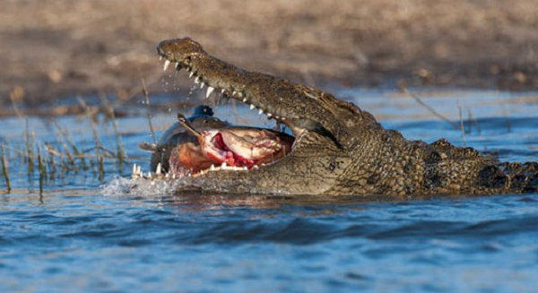 Cá sấu trưởng thành thường có cấu trúc nặng và có nhiều màu từ vàng nâu đến xám và đen, với những đốm sáng tối không đều. Con ở tuổi vị thành niên có hoa văn rực rỡ với các đốm, dải tối trên thân và đuôi. Nhưng chúng mờ dần theo tuổi tác. Bụng cá sấu nước mặn có màu kem.