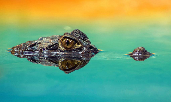 Các loài cá sấu nước mặn có thể được tìm thấy trong một loạt các môi trường sống bao gồm sông, cửa sông, lạch, đầm lầy, đầm phá và billabong.