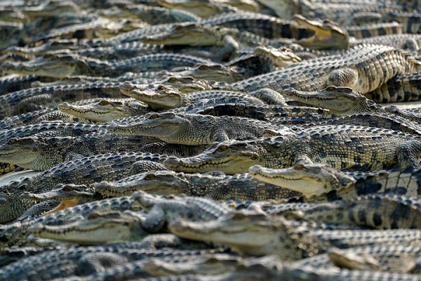 Cá sấu nước mặn chủ yếu sống về đêm nhưng cũng sẽ săn mồi vào ban ngày nếu có cơ hội. Chúng sẽ ăn bất cứ con vật nào mà chúng có thể bắt và chế ngự.