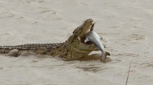 Con cá sấu sẽ nằm trên mặt nước, duỗi chân trước và chân sau ra. Khi cá bơi đến gần đầu, kẻ săn mồi có thể cảm nhận sóng áp lực mà con cá tạo ra. Cá sấu cảm nhận sóng áp lực này, tóm gọn và ăn thịt con cá