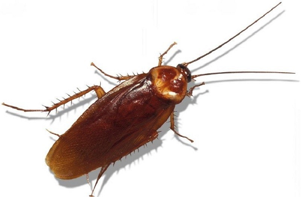 Các nghiên cứu gần đây cho thấy, gián đã có mặt trước cả khủng long, cách đây khoảng 359 triệu năm. Làm sao gián có thể sống sót khi mà nhiều loài sinh vật đã bị tuyệt diệt? Đây vẫn còn là câu hỏi làm đau đầu giới khoa học.