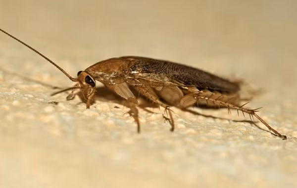 Trên thế giới có khoảng 4.500 loài gián được biết tới nhưng thực tế con số chưa được phát hiện có thể cao hơn gấp 2-3 lần.