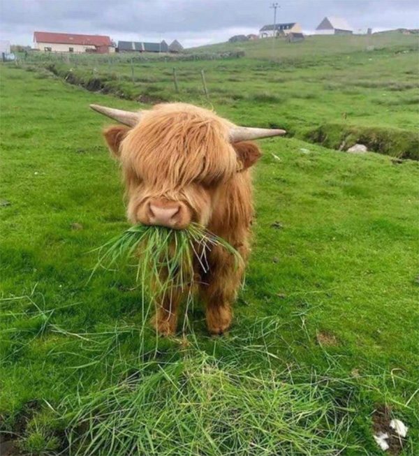 Bò cao nguyên Scotland được nuôi chủ yếu để lấy thịt. Bên cạnh đó, sữa của chúng cũng có hàm lượng bơ rất cao.