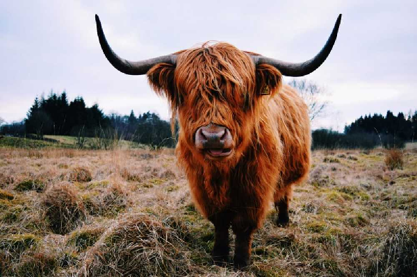 Giữa con cái và con đực có sự khác nhau về cặp sừng. Sừng của con đực ngắn hơn, dày hơn và cong về phía trước. Sừng con cái dài hơn, mảnh hơn và cong lên trên.