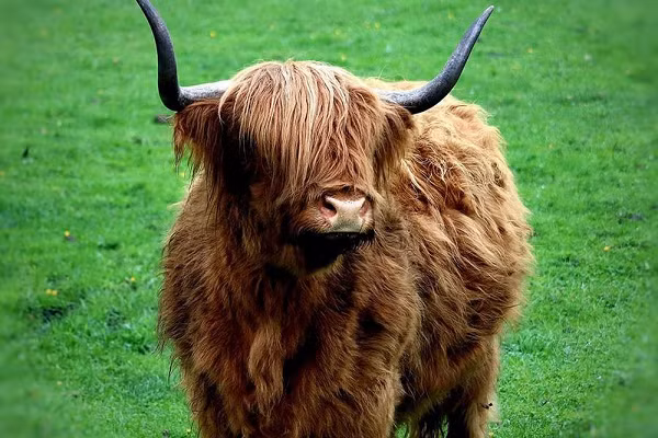 Với bộ lông dài mượt và những chiếc sừng dài cong vút, chúng là một biểu tượng của văn hóa Scotland, xuất hiện trên vô số ảnh, bao bì và quảng cáo.