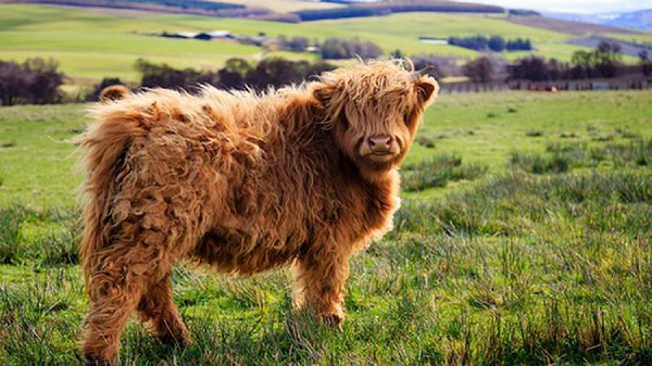Có một sự thật rằng, những loài động vật sống trên những cao nguyên thường dễ thương một cách đặc biệt và bò cao nguyên Scotland là một trong số đó. Với bộ lông xù xì, mái tóc trông như vừa chải, cặp sừng dài uốn lượn và ngoại hình giống gấu bông, loài bò này được nhận xét là rất ăn ảnh.