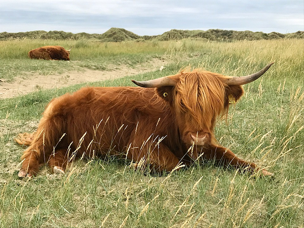 Lông mi dài và một lớp lông dày giúp bảo vệ mắt của chúng khỏi mưa lớn, côn trùng và gió thổi. Đồng thời chúng dùng cặp sừng lớn cào tuyết để kiếm thức ăn.