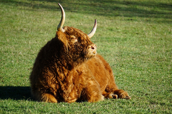 Mặc dù hình ảnh thường thấy của bò tóc rậm có màu gừng, nhưng chúng cũng có các sắc thái màu khác như đỏ, vàng, vện, đen, bạc, trắng và đen.