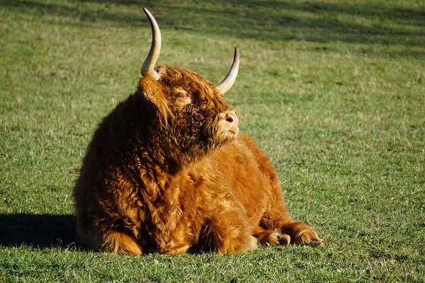 Mặc dù hình ảnh thường thấy của bò tóc rậm có màu gừng, nhưng chúng cũng có các sắc thái màu khác như đỏ, vàng, vện, đen, bạc, trắng và đen.