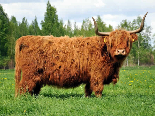 Khi xuất hiện trên ảnh và các quảng cao, chúng đã được chải chuốt với dầu xả và dầu được sử dụng để làm cho lớp lông của chúng trở nên sáng bóng và mềm mại.