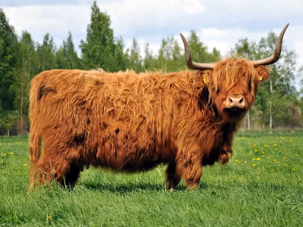 Khi xuất hiện trên ảnh và các quảng cao, chúng đã được chải chuốt với dầu xả và dầu được sử dụng để làm cho lớp lông của chúng trở nên sáng bóng và mềm mại.