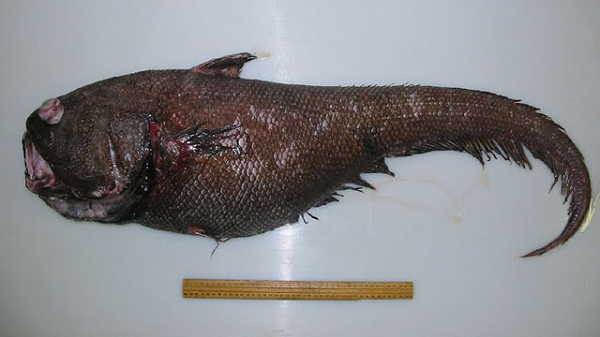 Cá đuôi chuột (grenadier fish) là loài sinh vật sống đơn độc dưới biển sâu, có kích thước lớn, màu nâu sậm và phần đuôi nhỏ dần như hình đuôi chuột.
