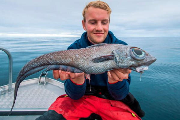 Đây là cá đuôi chuột còn có tên La tinh là Chimaeras monstrosa linnaeus có nguồn gốc từ một con quái vật thần thoại Hy Lạp có đầu sư tử và đuôi rồng.