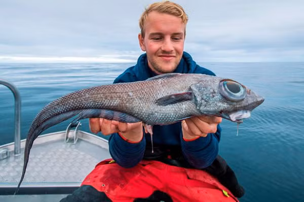 Đây là cá đuôi chuột còn có tên La tinh là Chimaeras monstrosa linnaeus có nguồn gốc từ một con quái vật thần thoại Hy Lạp có đầu sư tử và đuôi rồng.